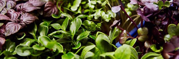 koppertcress Profile Banner