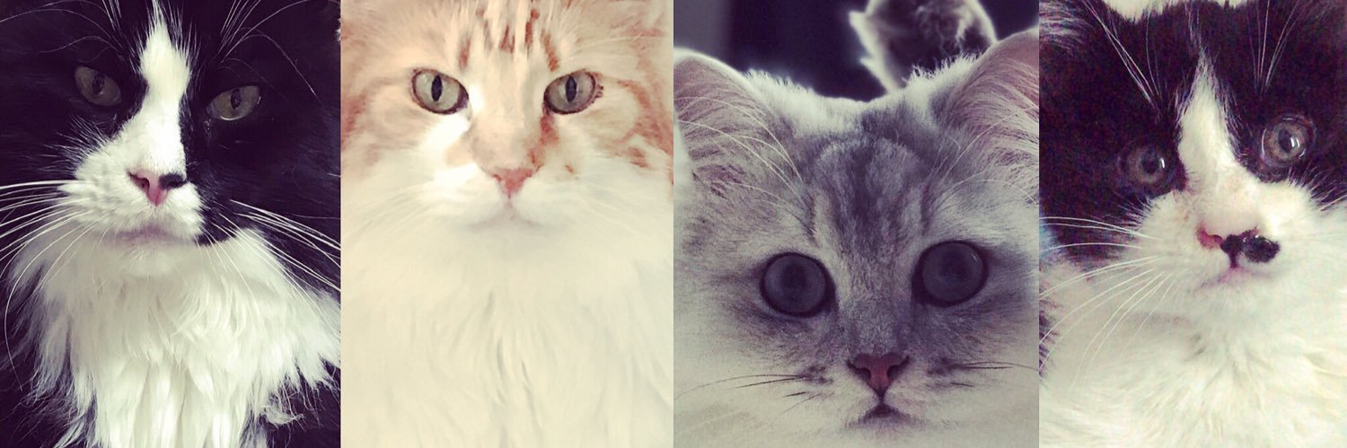 nekoboogie's profile banner image