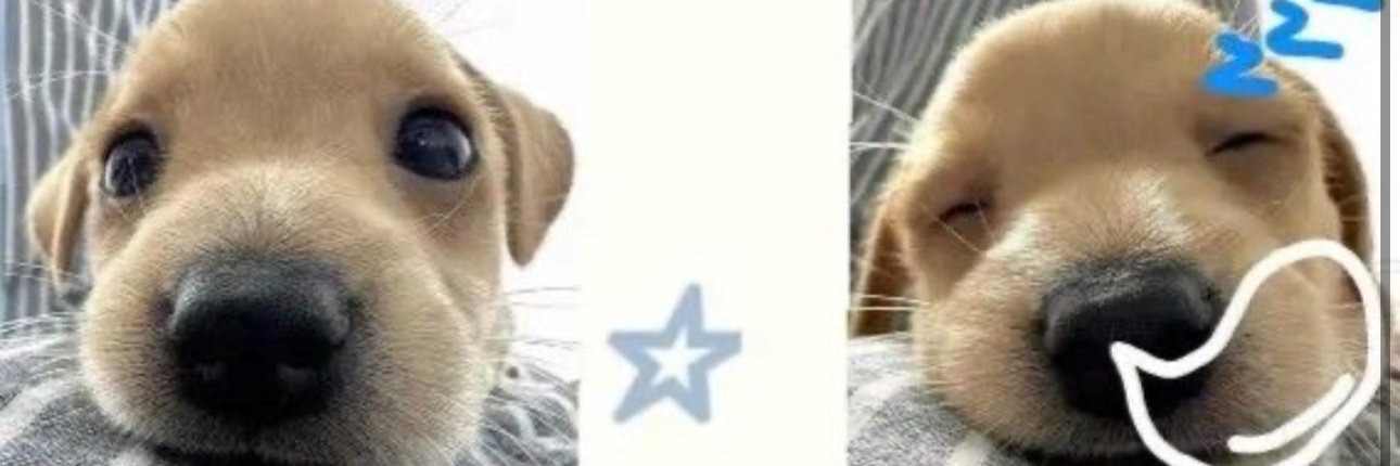 will ⋆˚🐾˖° banner
