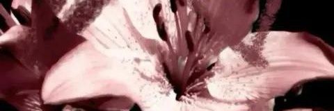 ImnotKozuken's profile banner image