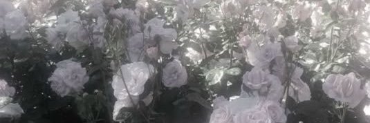 nyanlv65's profile banner image