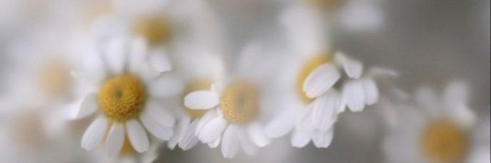 milmelisaa's profile banner image