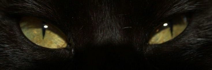 dazzlingkiki's profile banner image