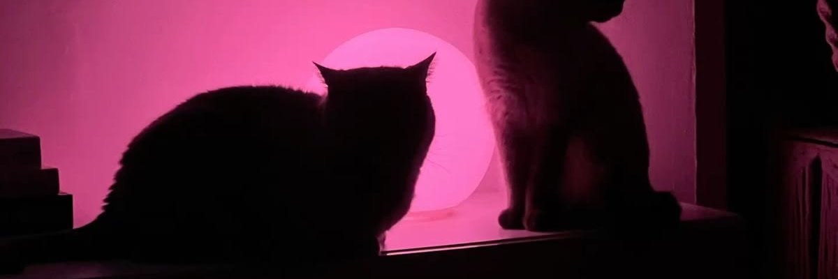 darknikistill's profile banner image