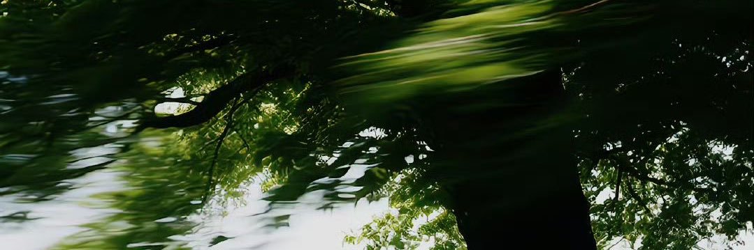_wvvc's profile banner image