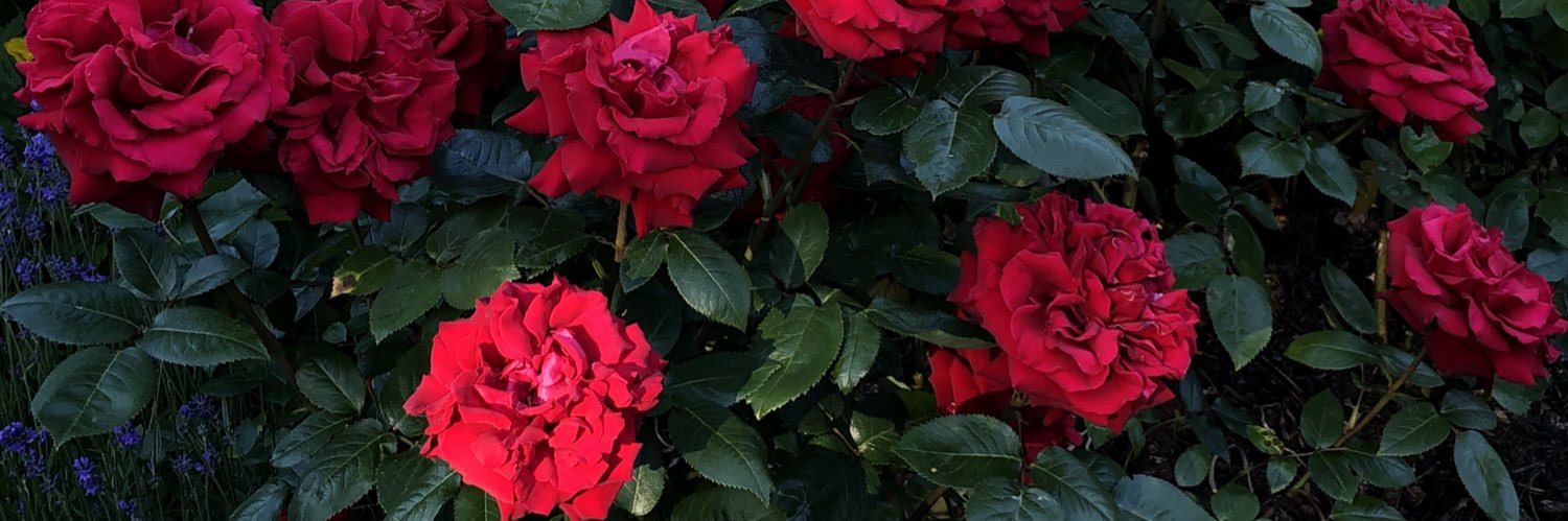 Rafal Lukawiecki banner