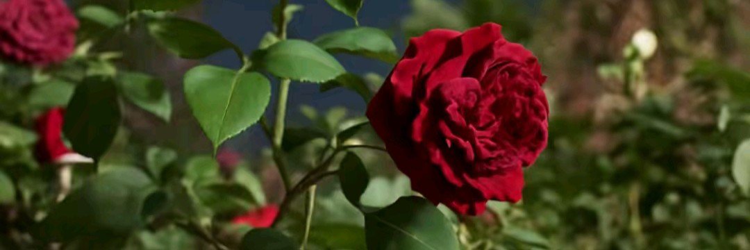 1r___g1's profile banner image