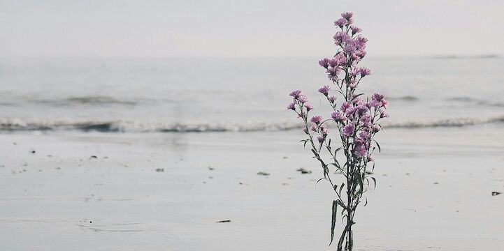 wildflowersun0's profile banner image