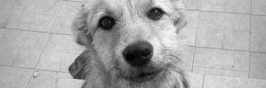 choniherz8's profile banner image