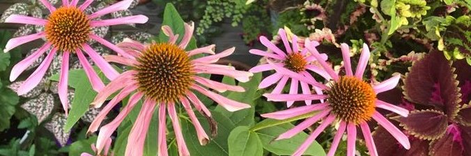 sadhana456's profile banner image