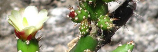 dustinbang Profile Banner