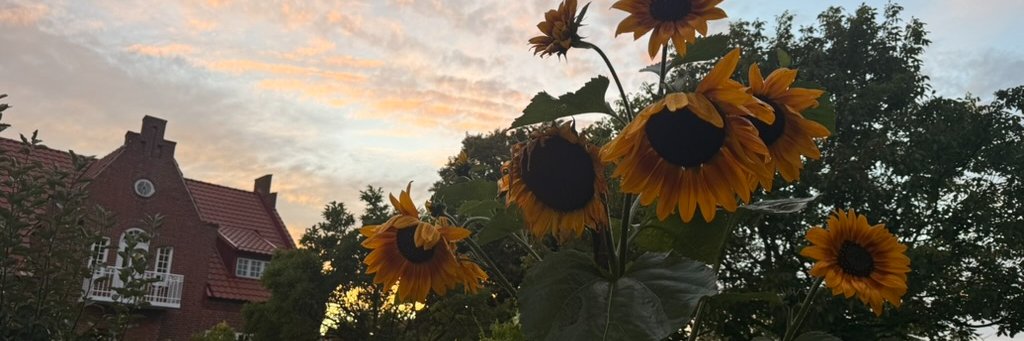 antonsten's profile banner image