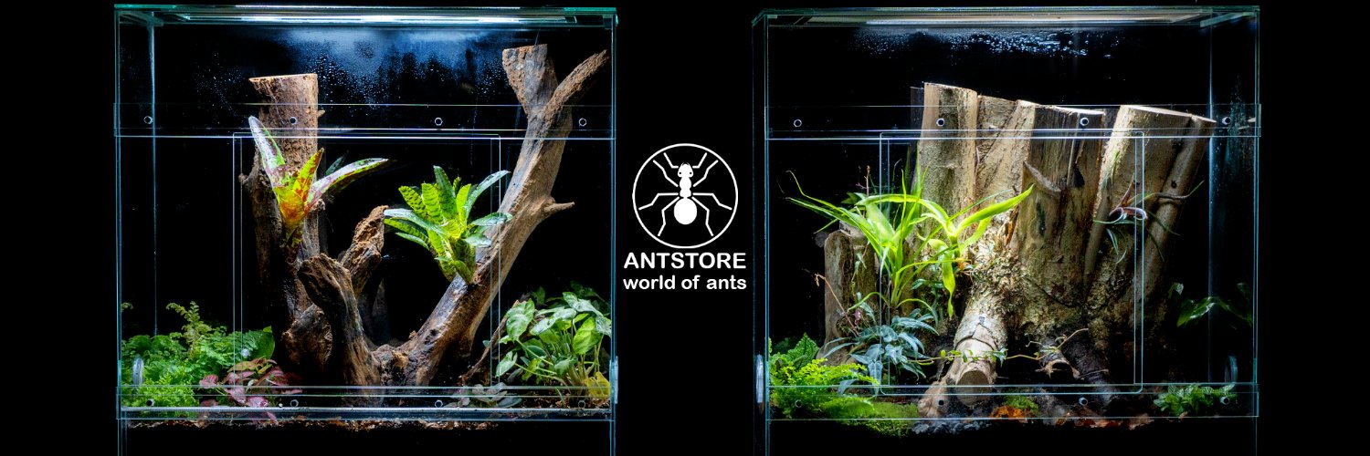 Antstore's profile banner image