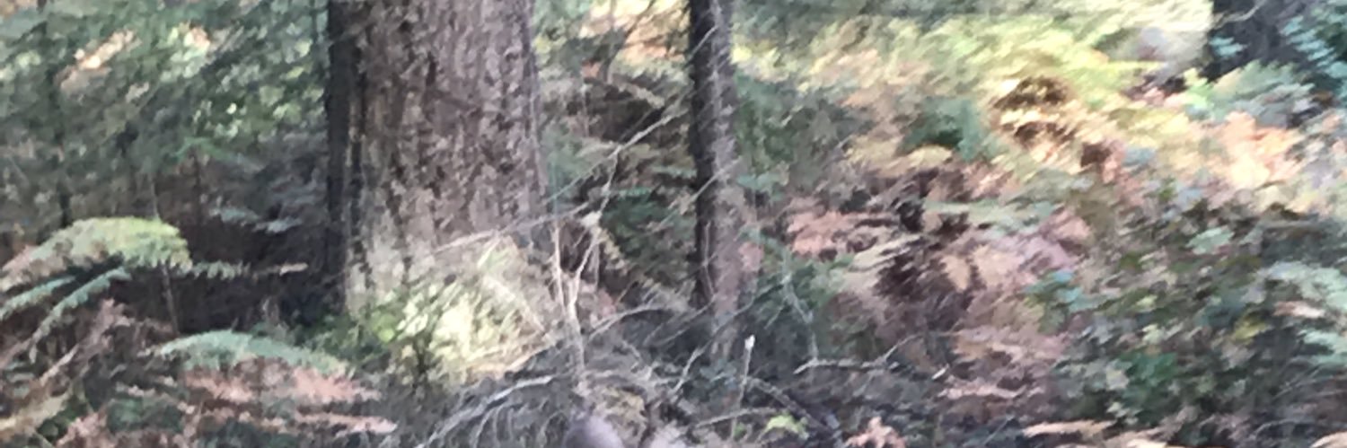 kellylvw's profile banner image