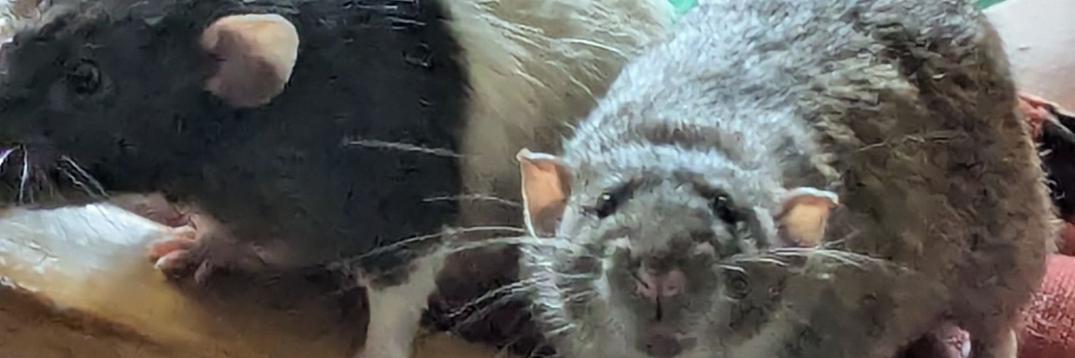 Stone Cold Steven Universe banner