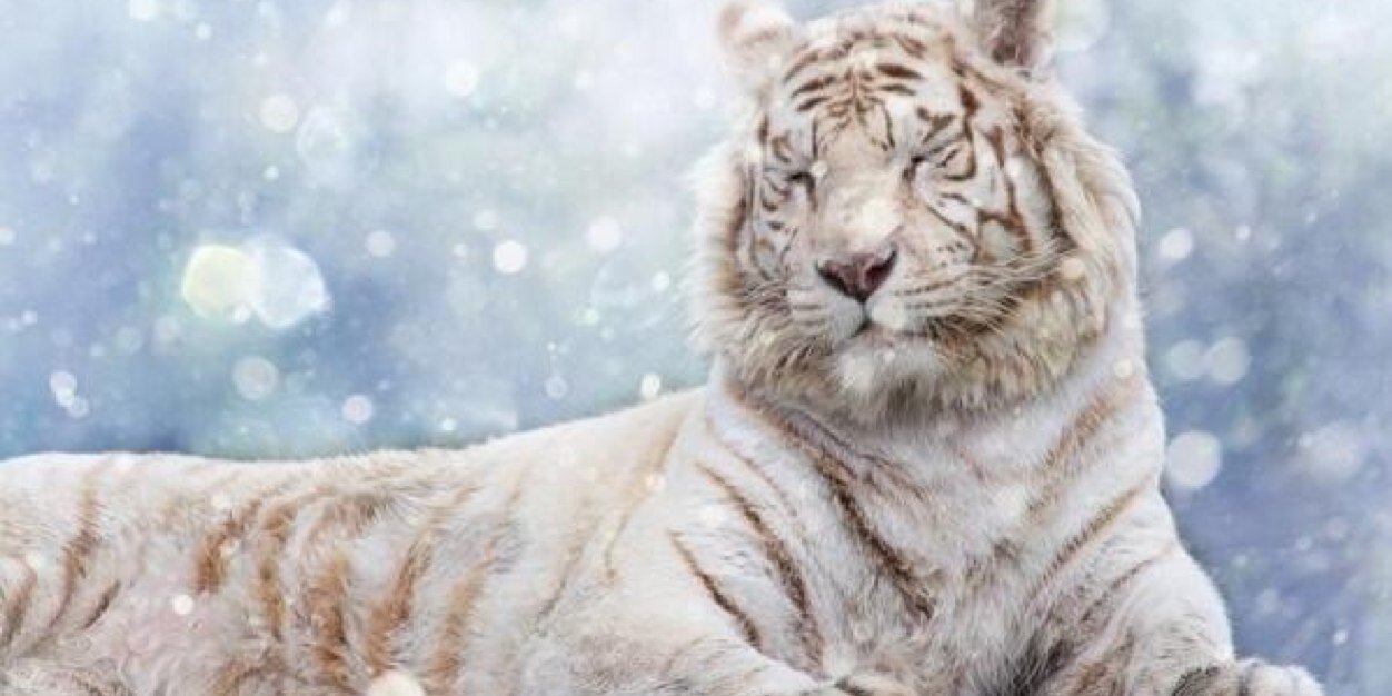 Whyte_Tyger's profile banner image