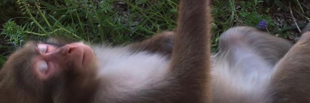 nectarinenat1's profile banner image