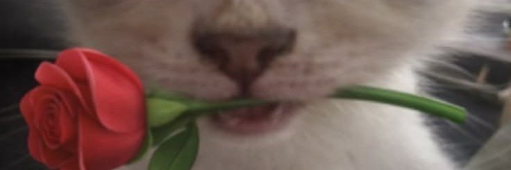 Bryfts's profile banner image
