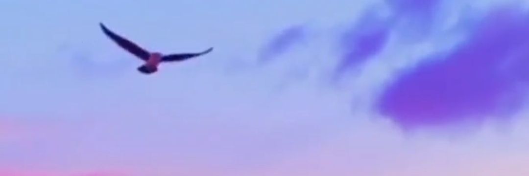 Saba_cyberX's profile banner image