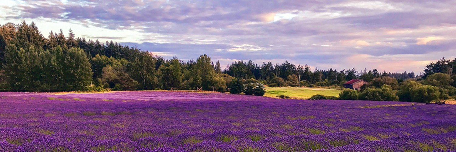 Pelindaba Lavender banner