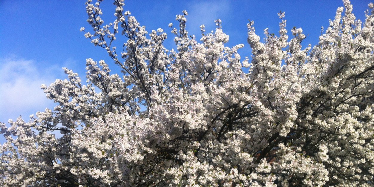 wordsbycatherineprutton banner