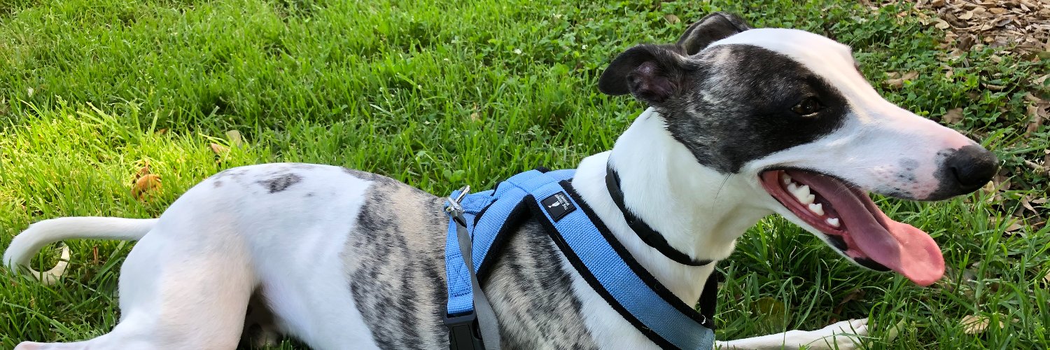 Chas Licciardello banner