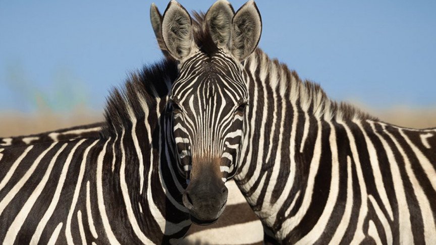 zebragal's profile banner image
