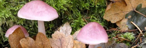 fookat Profile Banner