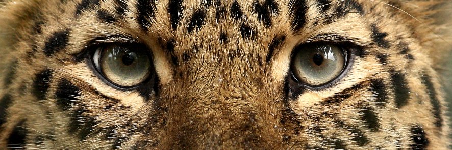 karljschuster's profile banner image