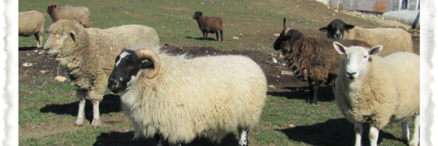 homesteadwool's profile banner image