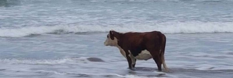 alyssa pivarovinka banner