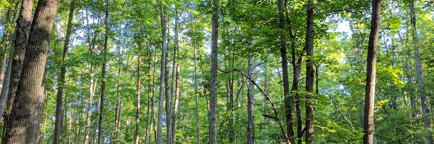 paulymacLeod's profile banner image