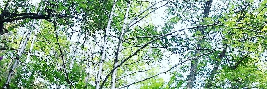 cocoangus's profile banner image