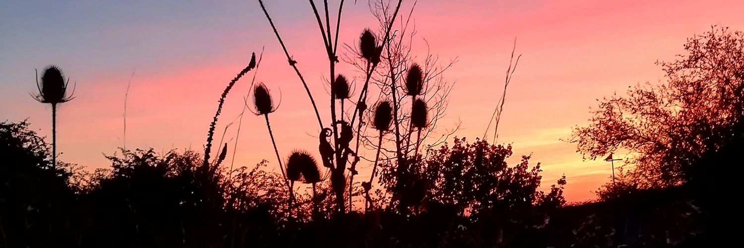 steph___'s profile banner image