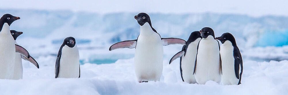 Random_Penguin's profile banner image