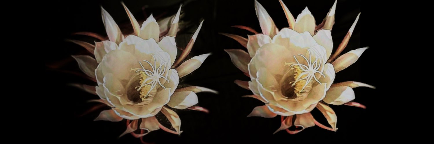 נועם דרומי banner