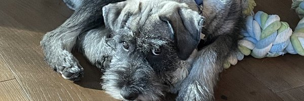 PunksDontCry Profile Banner