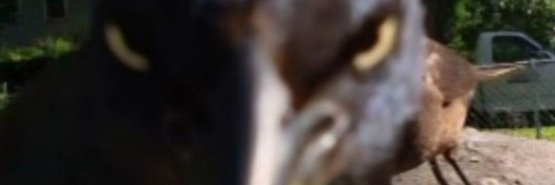 Holyburger23's profile banner image