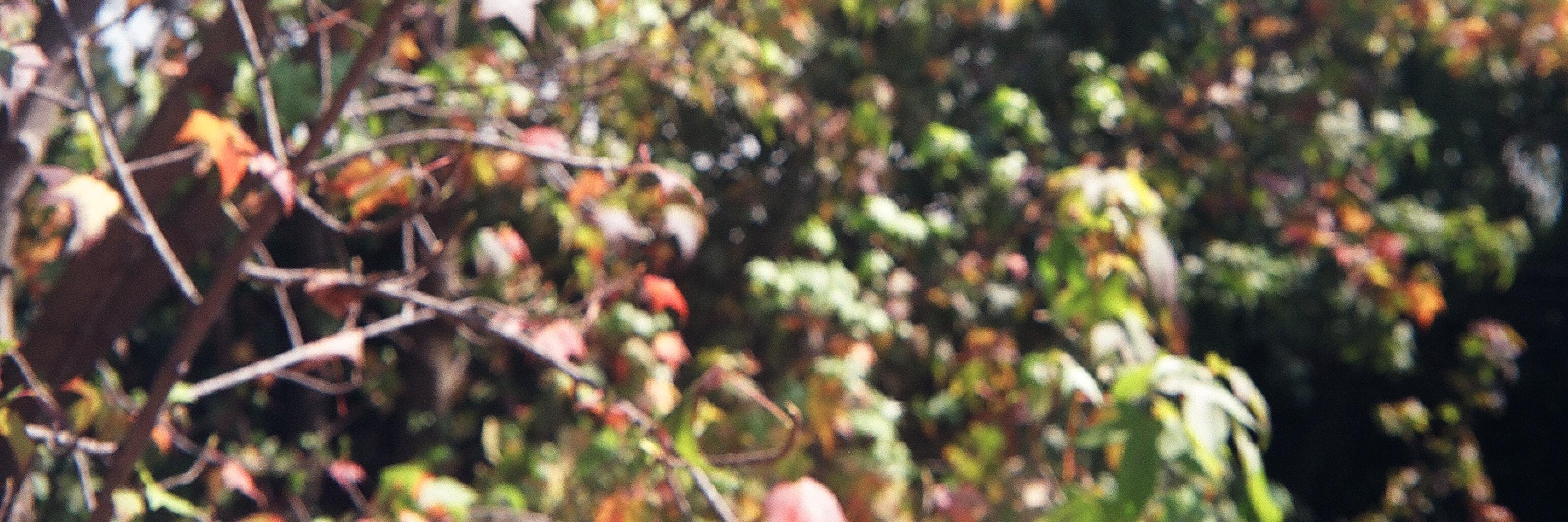 pcasaubond's profile banner image