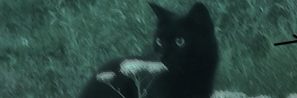 summerchild57's profile banner image