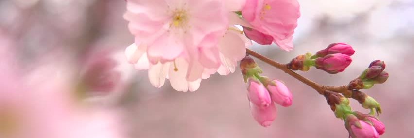 ProLifeArtist's profile banner image