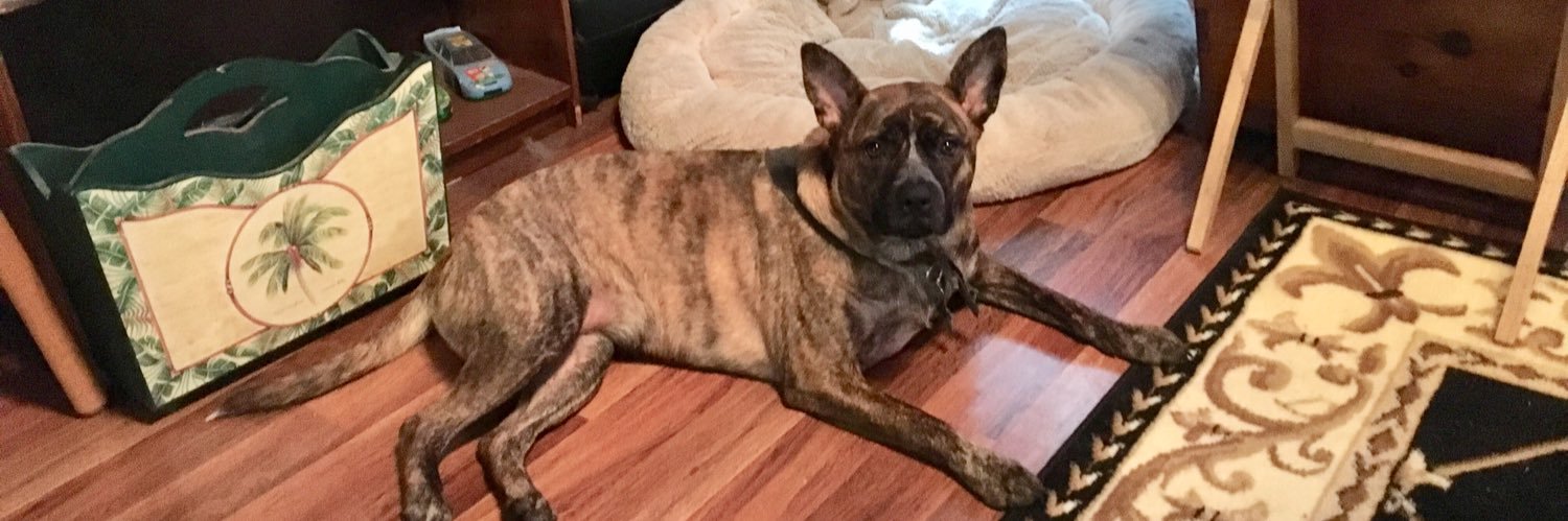 ElCactiDelPedro🌵™ banner