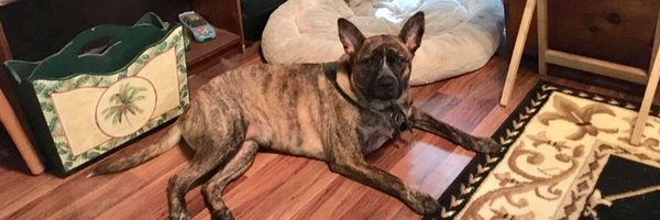 cactuspete Profile Banner