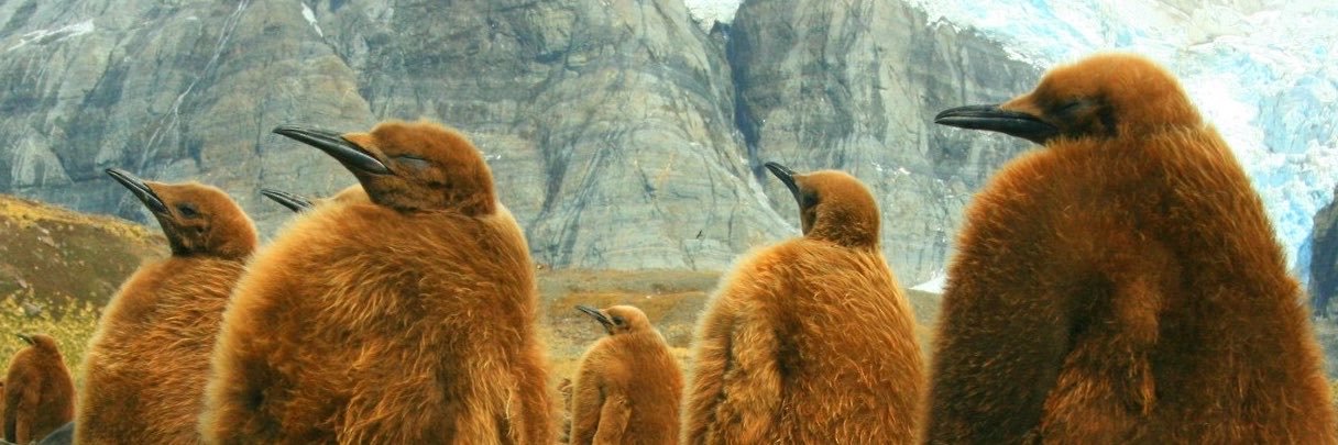 JournalistBear's profile banner image
