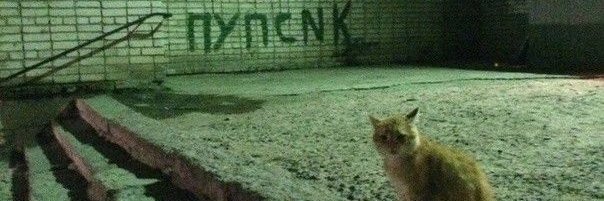 ppzpzzz's profile banner image