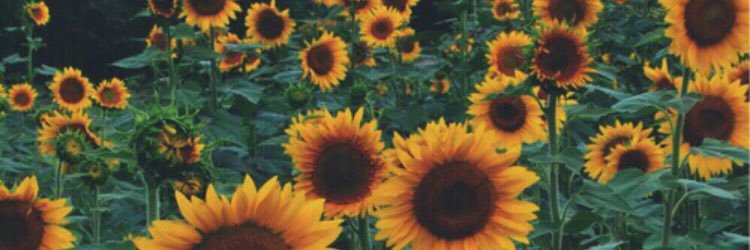 Laurell ✨ banner