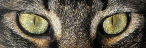 oopsitsmeeve's profile banner image
