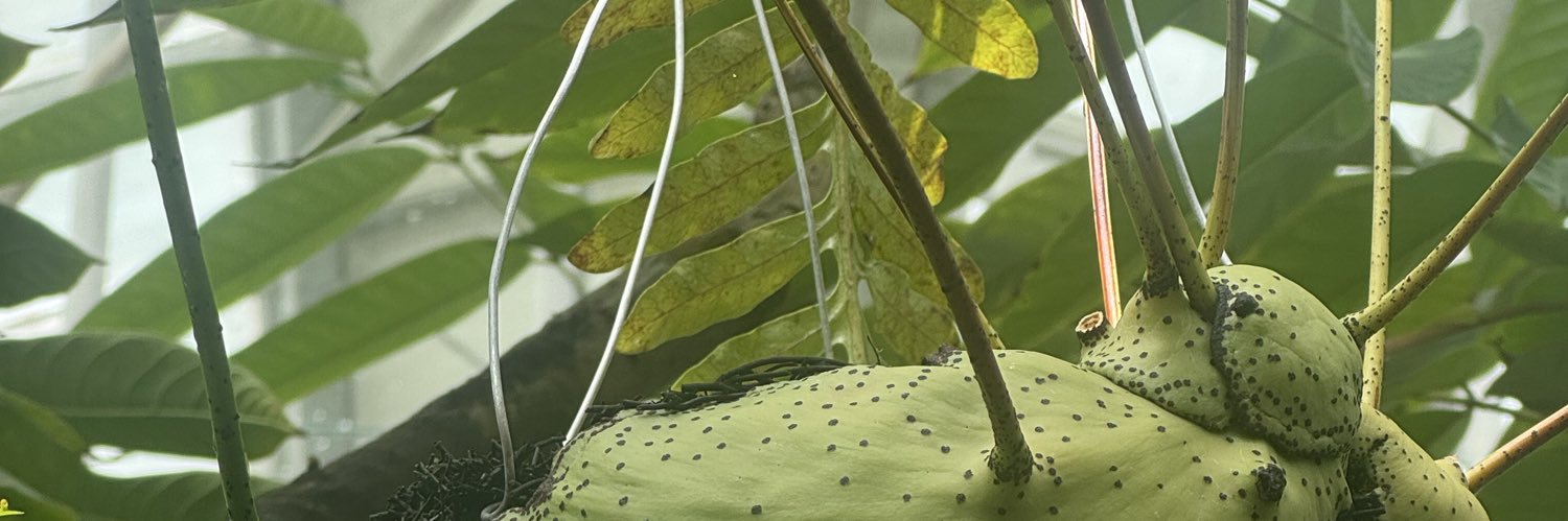 🍑MapleGrapes🍑 (🅾️🪭) banner