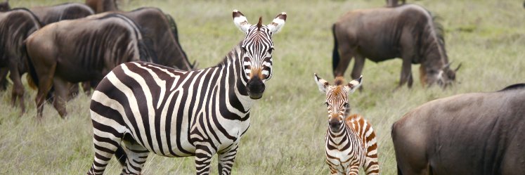 Alex Pasquariello banner