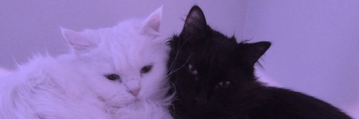KayleeGrOUZ91M's profile banner image